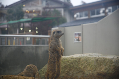 ミーアキャット