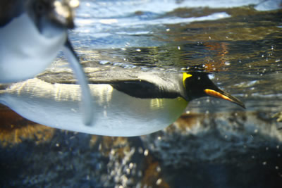 ペンギン