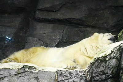 寝正月の白熊