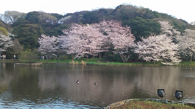 三渓園　大池